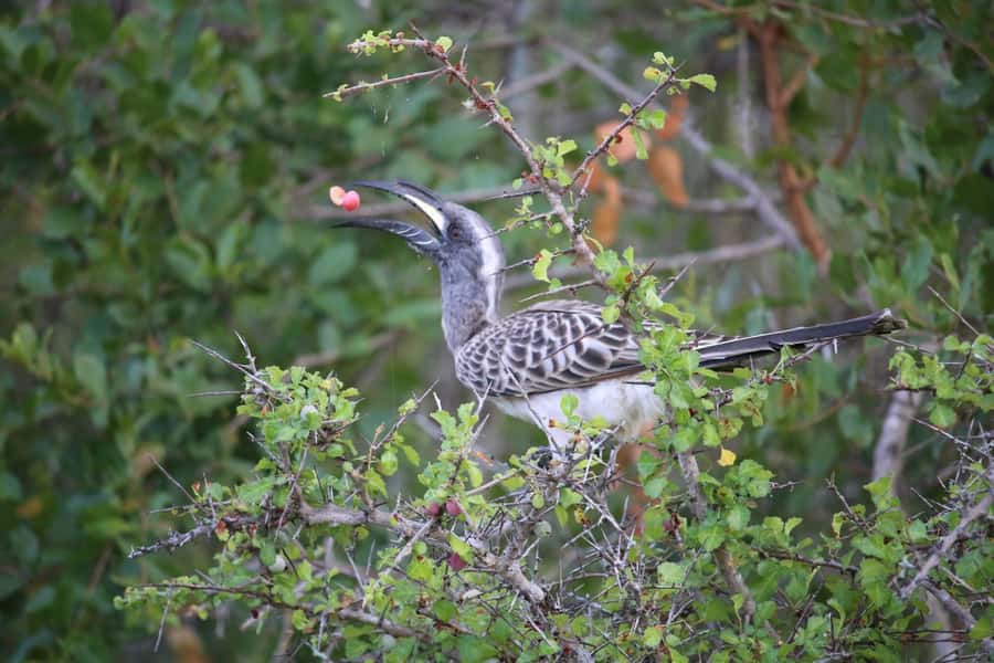 Hluhluwe-iMfolozi Park - Open Safari Vehicle Game Drives - A practical look at the 3, 6, and 9-hour options