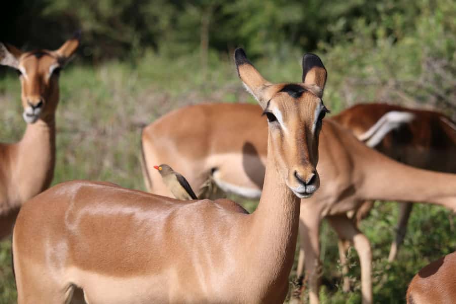 Hluhluwe-iMfolozi Park - Open Safari Vehicle Game Drives - The guide is a major part of the value