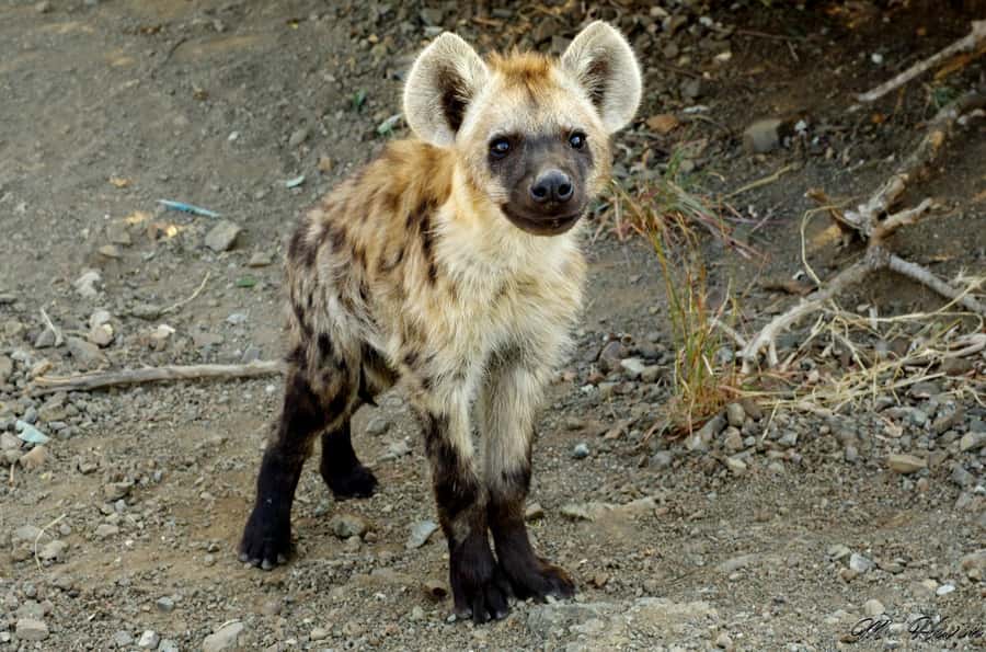 Hluhluwe-iMfolozi Park - Open Safari Vehicle Game Drives - Who should book this safari