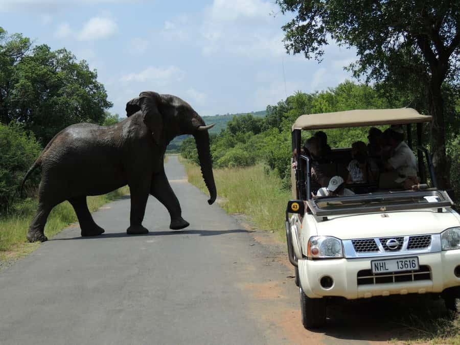 Hluhluwe-iMfolozi Park - Open Safari Vehicle Game Drives - Choosing Memorial Gate or Nyalazi Gate