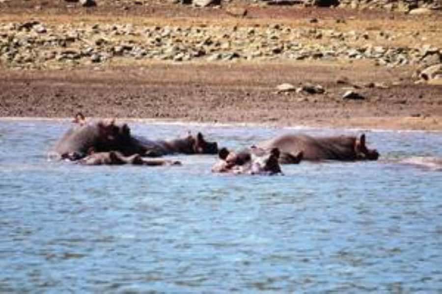 Hoedspruit: Blyde River Canyon Dam Boat Cruise - Wildlife watching on open water