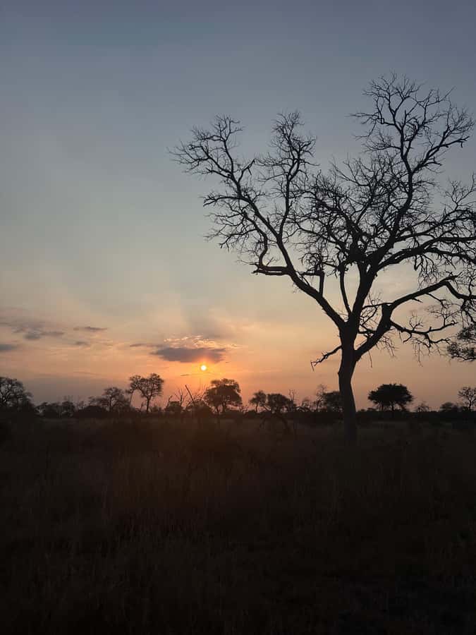 Hoedspruit: Dinner in the Bush & Safari Game Drive - Sunset turns the drive into dinner
