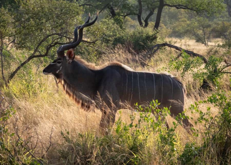 Hoedspruit: Dinner in the Bush & Safari Game Drive - Practical advice before you go