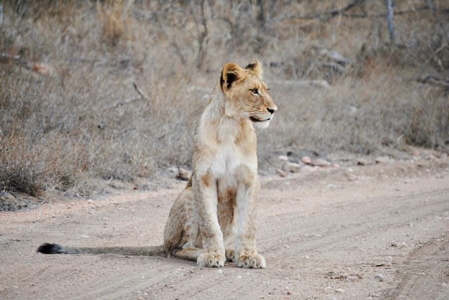 Hoedspruit: Evening Safari In Greater Kruger Private Reserve - Key points to know before you book