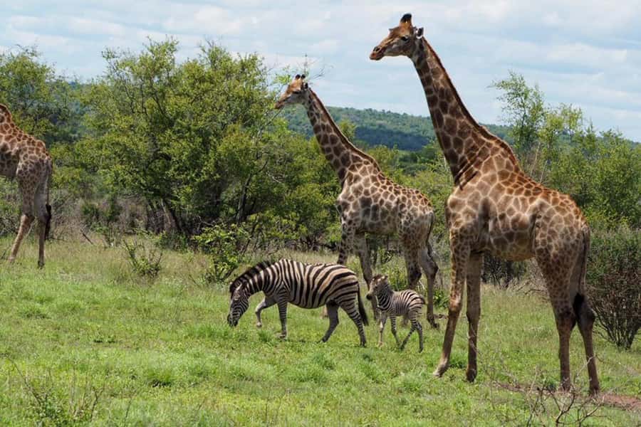 Hoedspruit: Evening Safari In Greater Kruger Private Reserve - Practical details worth knowing