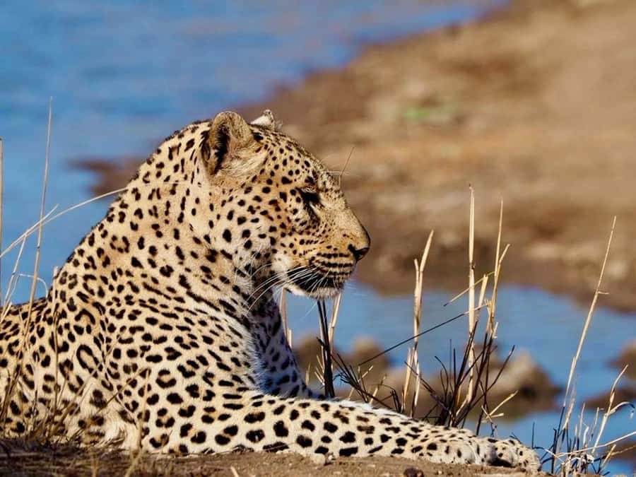 Hoedspruit: Evening Safari In Greater Kruger Private Reserve - A sunset safari that changes by the hour