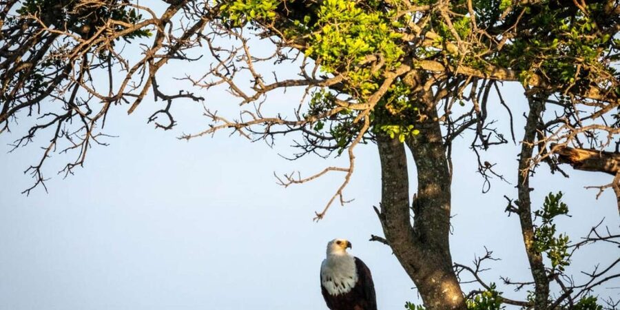 Hoedspruit: Evening Safari In Greater Kruger Private Reserve - What you might see in the reserve