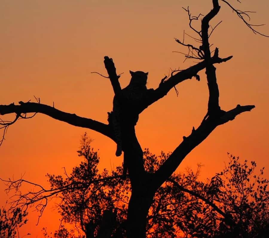 Hoedspruit: Evening Safari In Greater Kruger Private Reserve - Why the guide makes the difference