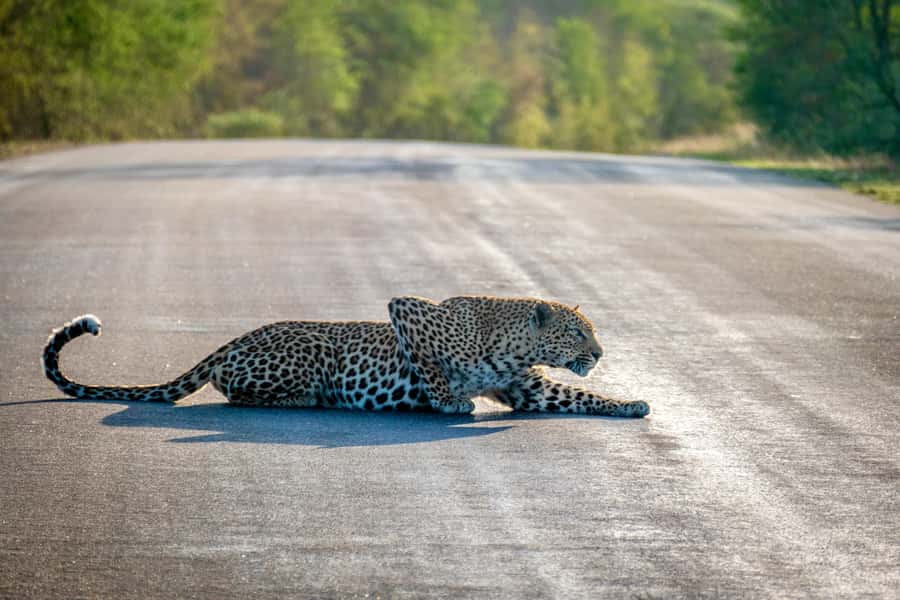 Hoedspruit: Full Day in ICONIC Kruger National Park - Two morning hours searching Kruger