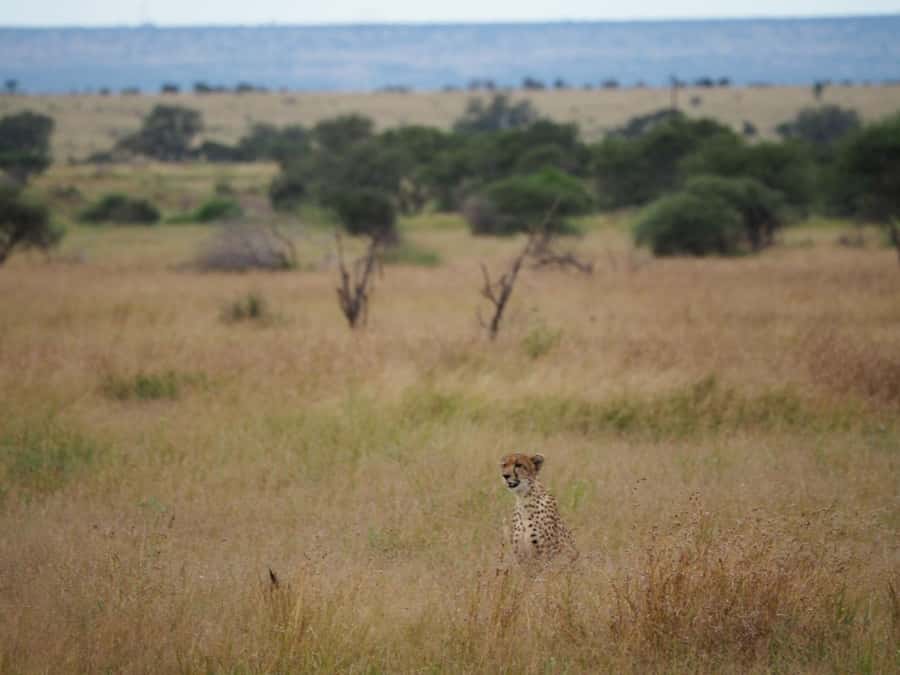 Hoedspruit: Full Day in ICONIC Kruger National Park - Lunch at a Kruger rest camp