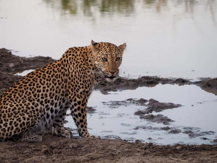 Hoedspruit: HALF Day in the Iconic Kruger National Park! - A short safari with a big-name park