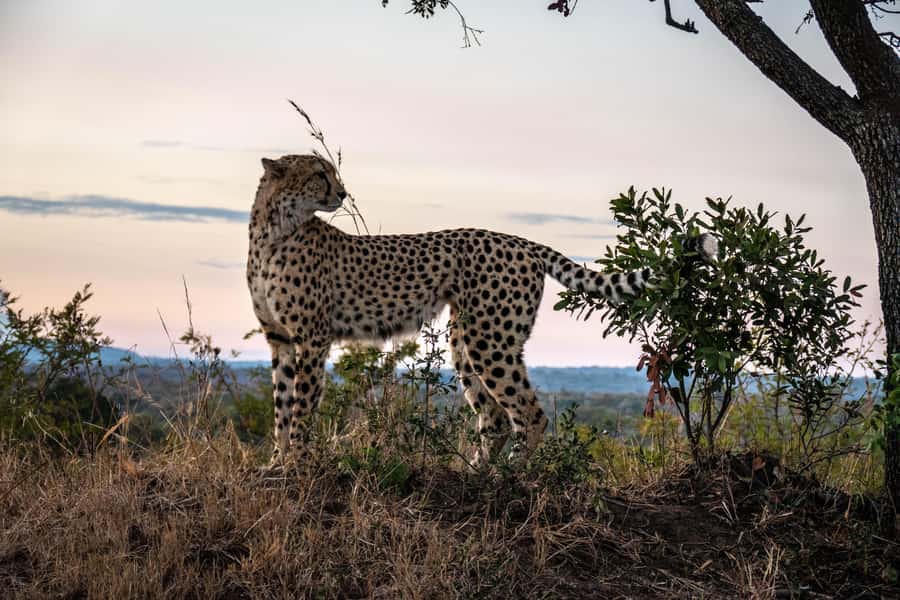 Hoedspruit: HALF Day in the Iconic Kruger National Park! - Coffee, rusks, and the first morning sightings