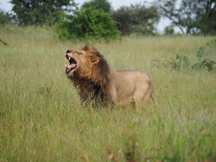 Hoedspruit: HALF Day in the Iconic Kruger National Park! - Satara Rest Camp and the midday break