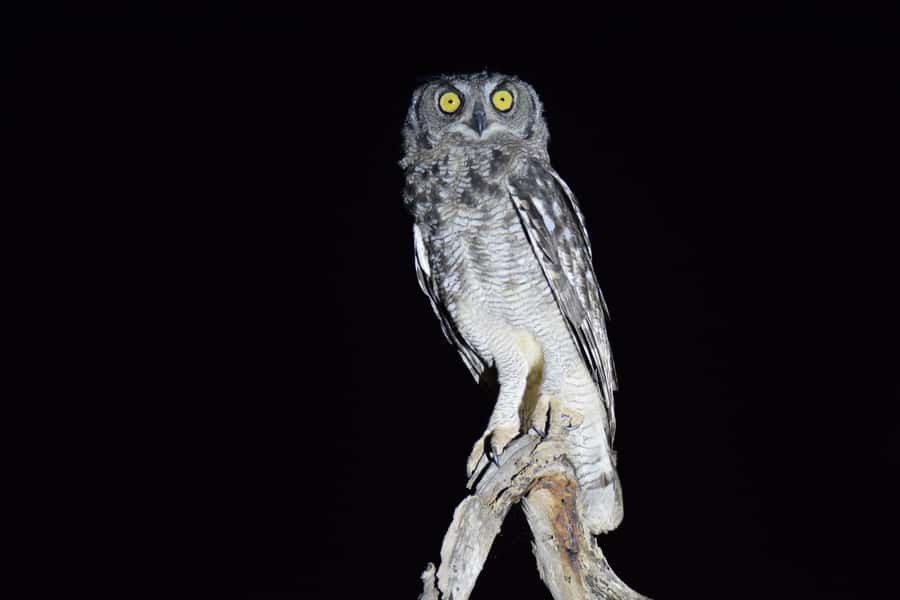 Hoedspruit: HALF Day in the Iconic Kruger National Park! - What the $96 price really covers