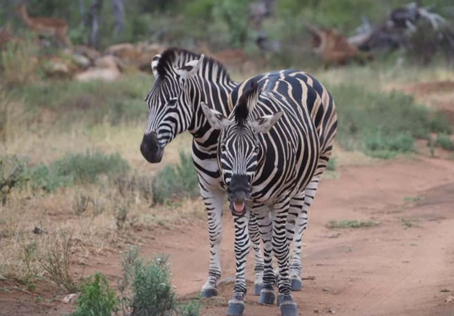 Hoedspruit: HALF Day in the Iconic Kruger National Park! - The wildlife experience: hope for variety