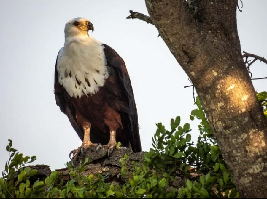 Hoedspruit: HALF Day in the Iconic Kruger National Park! - Who should book this safari?