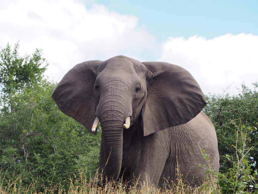 Hoedspruit: HALF Day in the Iconic Kruger National Park! - From Hoedspruit to the Kruger gate