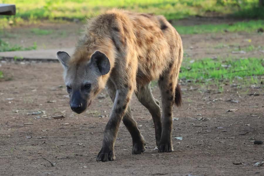Hoedspruit: Private Kruger National Park Full-Day Safari - Key points to know before you book