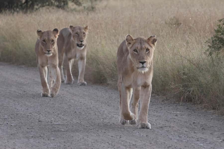 Hoedspruit: Private Kruger National Park Full-Day Safari - A long day in Kruger, from Hoedspruit to the park gate