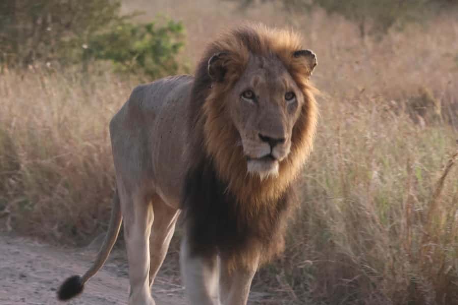 Hoedspruit: Private Kruger National Park Full-Day Safari - Searching for the Big Five across Kruger