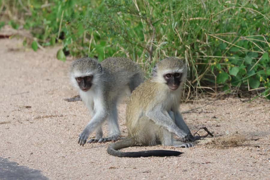 Hoedspruit: Private Kruger National Park Full-Day Safari - The private group advantage for photographers and families