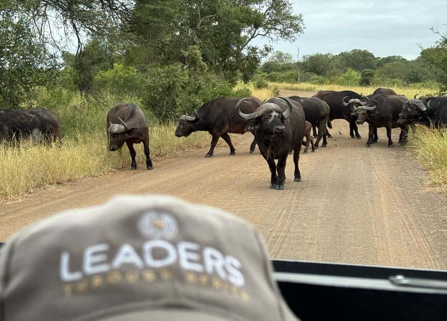 Hoedspruit: Private Kruger National Park Full-Day Safari - What the guide adds beyond animal spotting