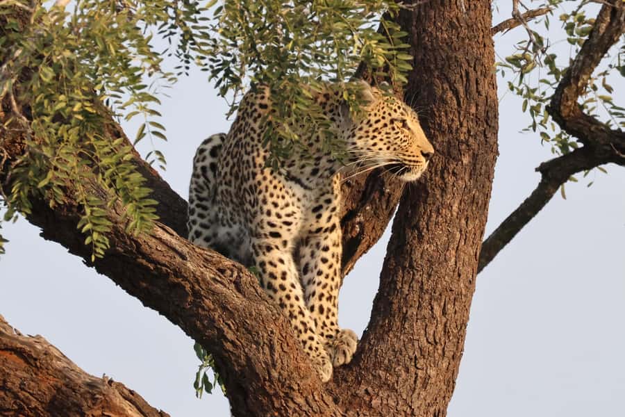 Hoedspruit: Private Kruger National Park Full-Day Safari - Weather, comfort, and the gear that earns its place
