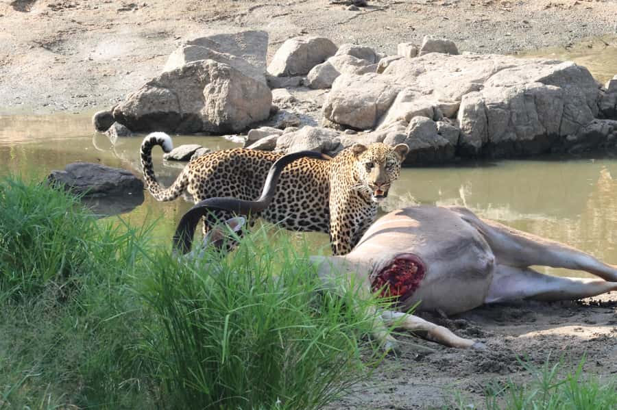Hoedspruit: Private Kruger National Park Full-Day Safari - Why the open vehicle changes the safari