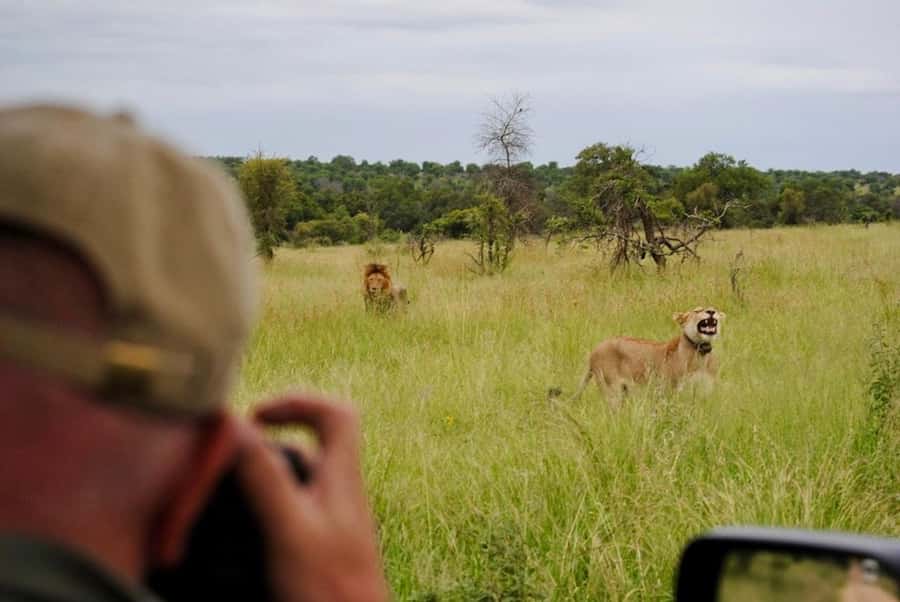 Hoedspruit: Sunrise Safari in Greater Kruger Private Reserve - An early start 30 minutes from Hoedspruit