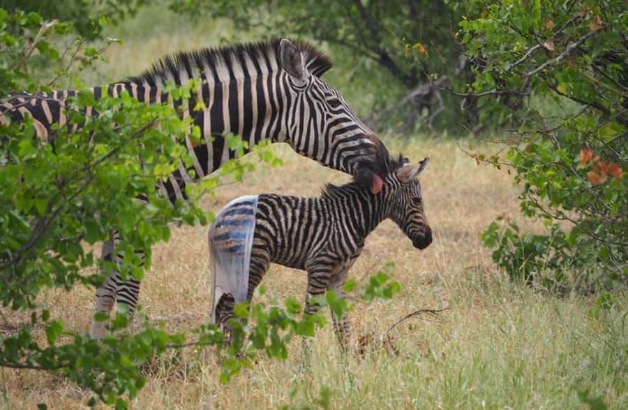 Hoedspruit: Sunrise Safari in Greater Kruger Private Reserve - Should you book it?