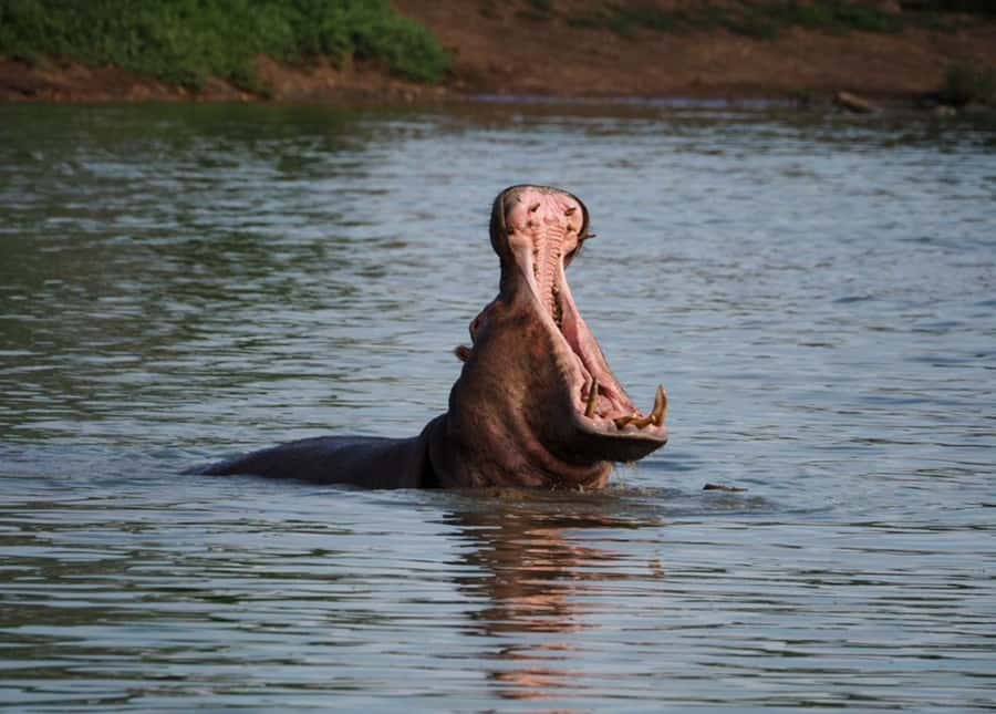 Hoedspruit: Sunrise Safari in Greater Kruger Private Reserve - Wildlife sightings, from lions to cheetahs