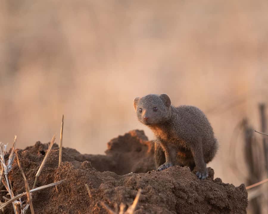 Hoedspruit: Sunrise Safari in Greater Kruger Private Reserve - Is $71 good value?