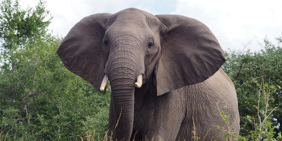 Hoedspruit: Sunrise Safari in Greater Kruger Private Reserve - Who should book this morning safari?
