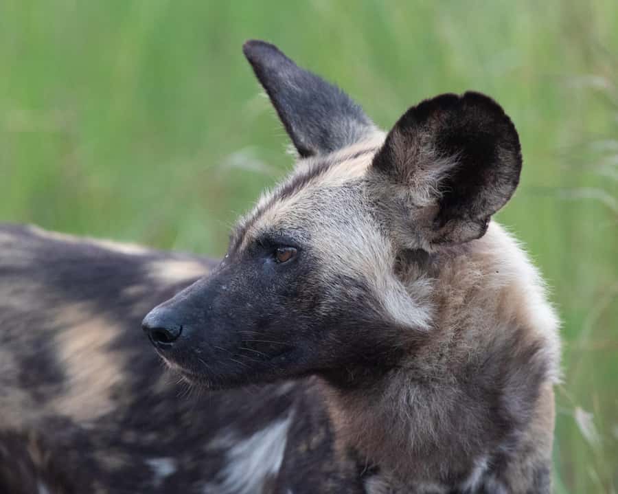 Hoedspruit: Sunrise Safari in Greater Kruger Private Reserve - Practical details before you reserve