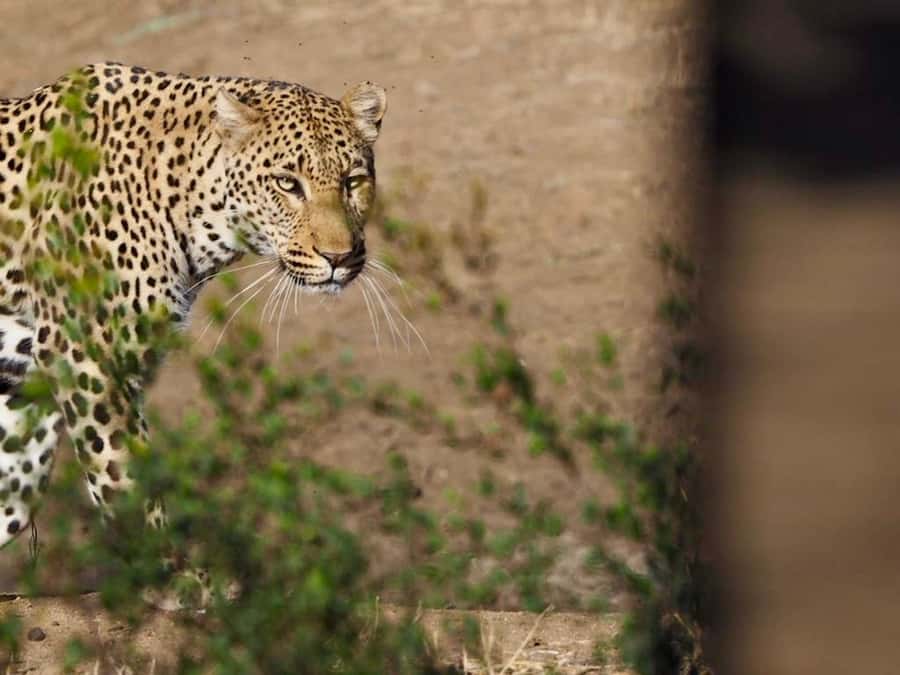 Hoedspruit: Sunrise Safari in Greater Kruger Private Reserve - The first game drive of the day