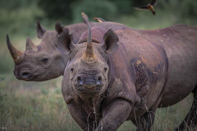 iSimangaliso Wetland Park, Full Day Tour - Starting from St Lucia at 8:00 am