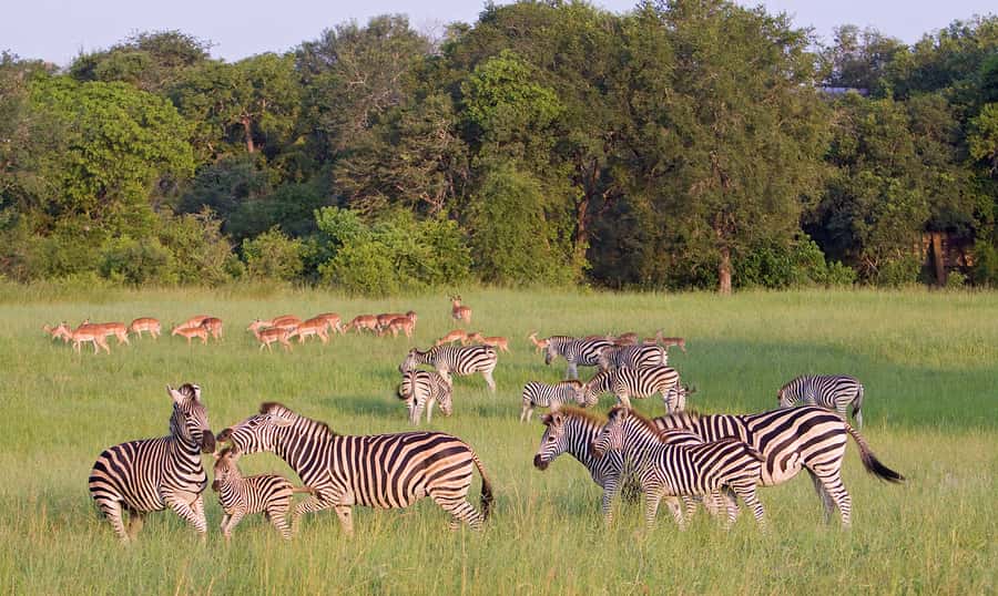 Johannesburg: 3-Day Panorama Tour with Kruger Park Safari - Why this three-day route works