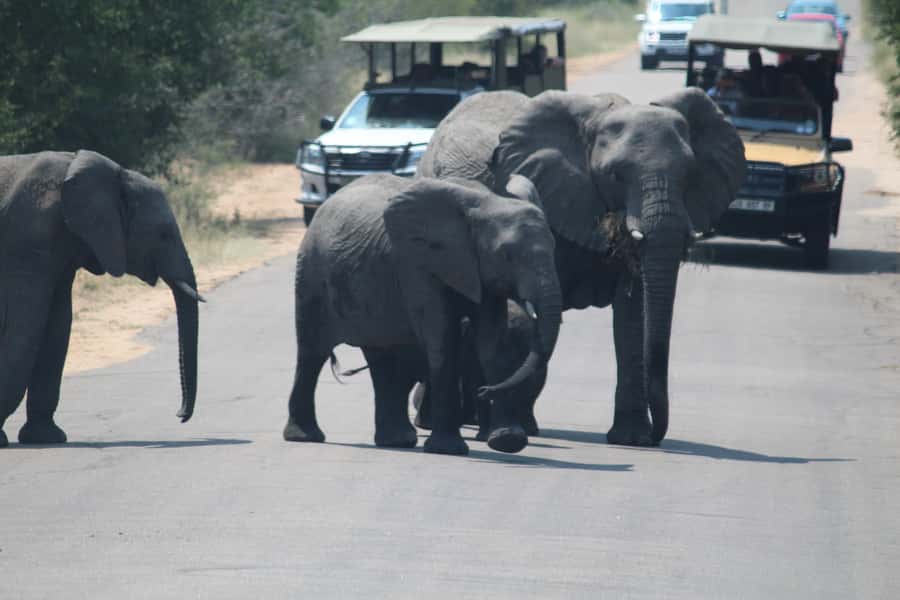 Johannesburg: 3-Day Panorama Tour with Kruger Park Safari - Day 3: Breakfast and the return to Johannesburg