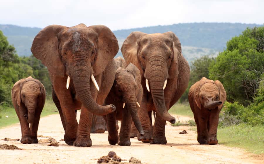 Johannesburg: 3-Day Panorama Tour with Kruger Park Safari - Should you book the Panorama and Kruger combination?