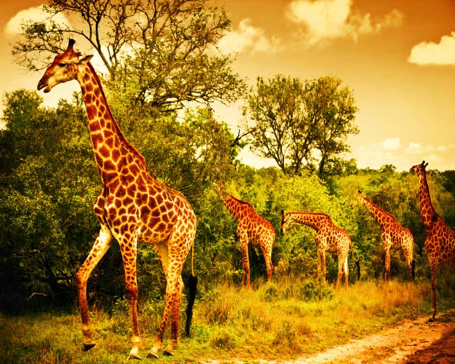 Johannesburg: 3-Day Panorama Tour with Kruger Park Safari - FAQ
