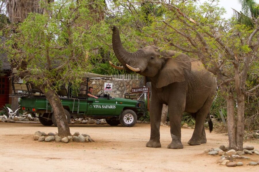 Johannesburg: 5-Day Classic Kruger National Park Safari - Day 4: A second full day to search Kruger