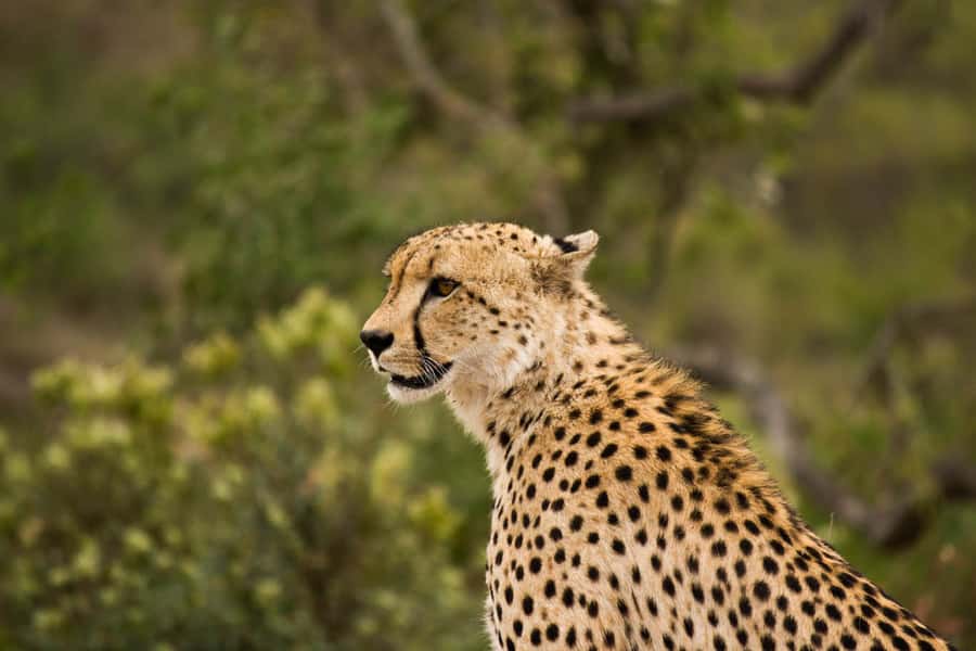 Johannesburg: Affordable 3 Day Kruger Park Safari - What $846 buys you on this Kruger trip