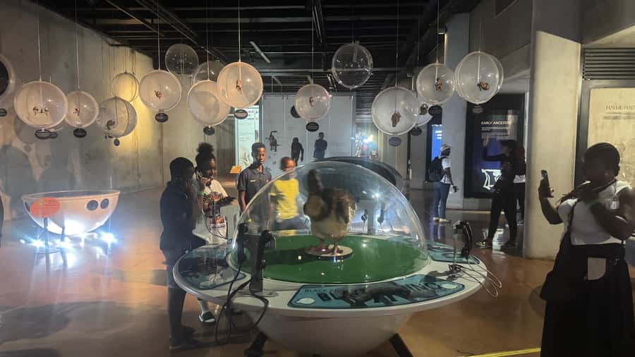 Johannesburg: Cradle of Humankind & Harties Aerial Cableway - From fossils to Hartbeespoort Dam