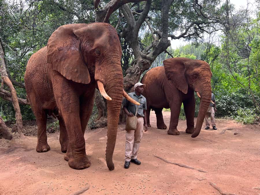 Johannesburg: Elephant and Monkey Sanctuary Half Day Tour - Key points to know before you book