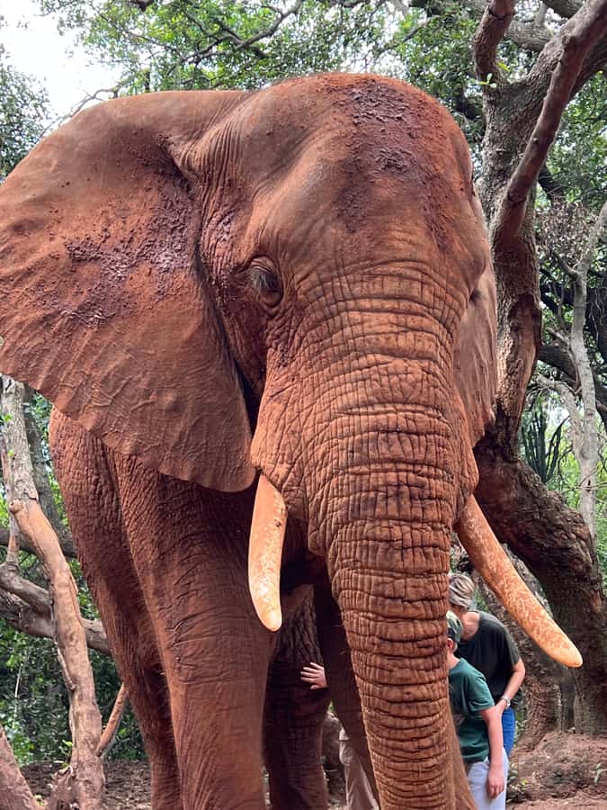 Johannesburg: Elephant and Monkey Sanctuary Half Day Tour - Why this half-day works from Johannesburg
