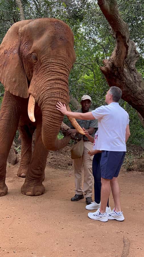 Johannesburg: Elephant and Monkey Sanctuary Half Day Tour - Two hours with African elephants