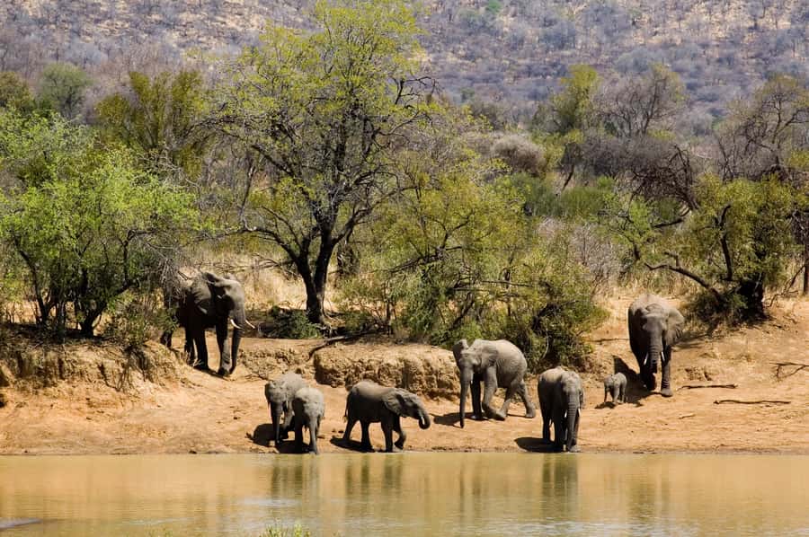 Johannesburg: Full Day Sun City & Pilanesberg Nature Reserve - A city-to-bush day with a glossy finale
