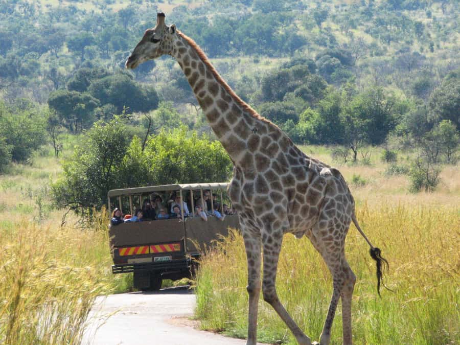Johannesburg: Full Day Sun City & Pilanesberg Nature Reserve - Three hours among Pilanesberg’s Big Five