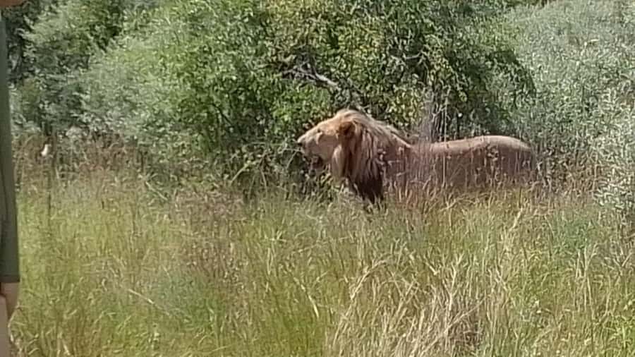 Johannesburg: Guided Walk with Lions in the African Bush - Key details before you book