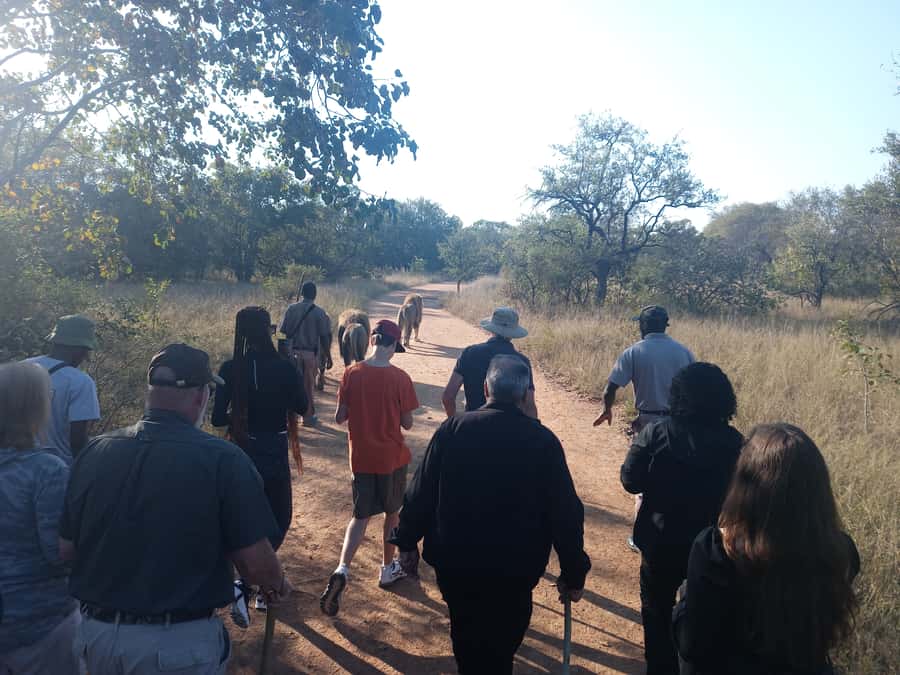 Johannesburg: Guided Walk with Lions in the African Bush - The lion walk is the main event